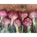 New Crop Fresh Red Onion (5-7cm)